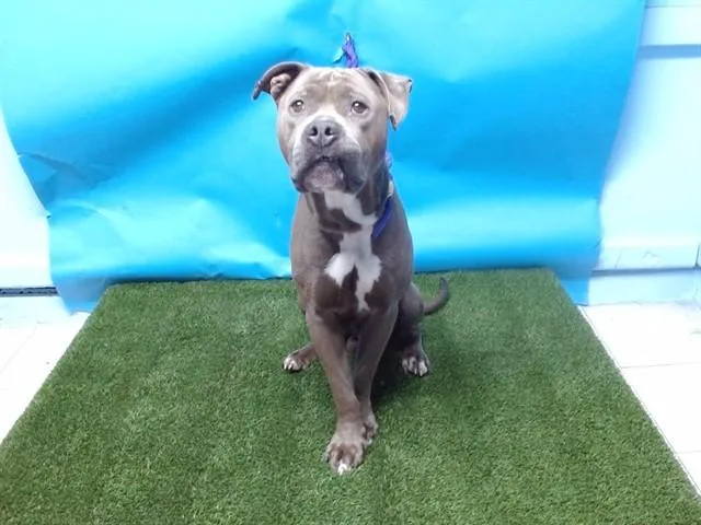 An adult large-sized male Pit Bull Terrier dog named Smokey for adoption in Gardena, CA