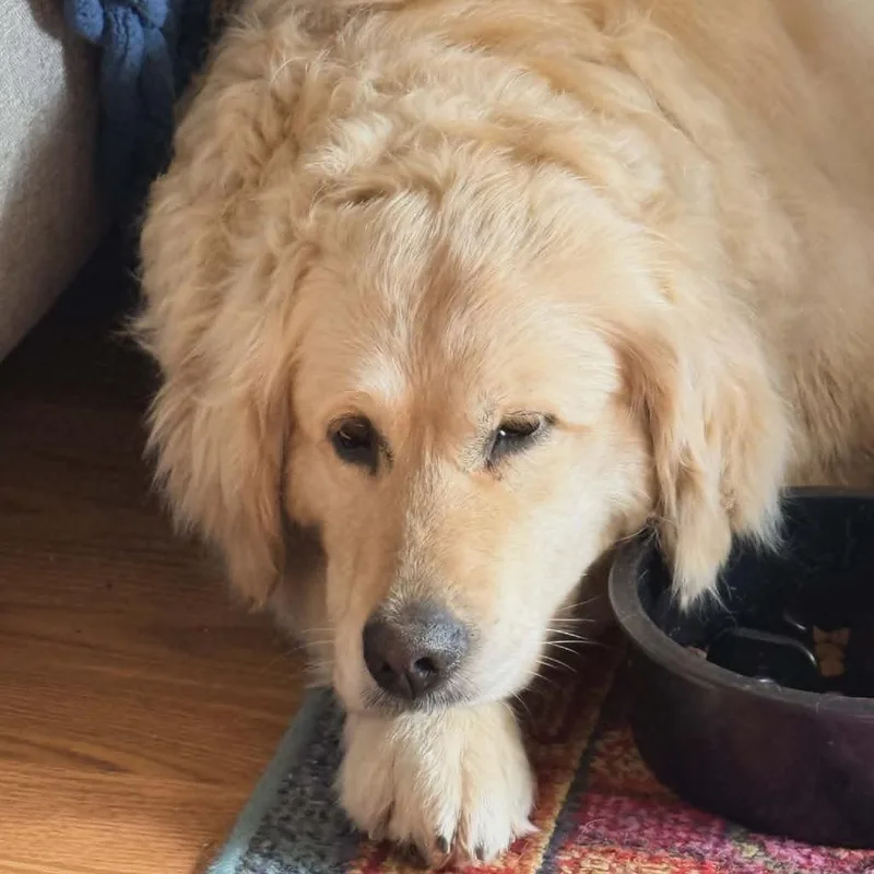 An adult large-sized female Yellow / Tan / Blond / Fawn Golden Retriever dog named Cindy for adoption in Rochester, MN