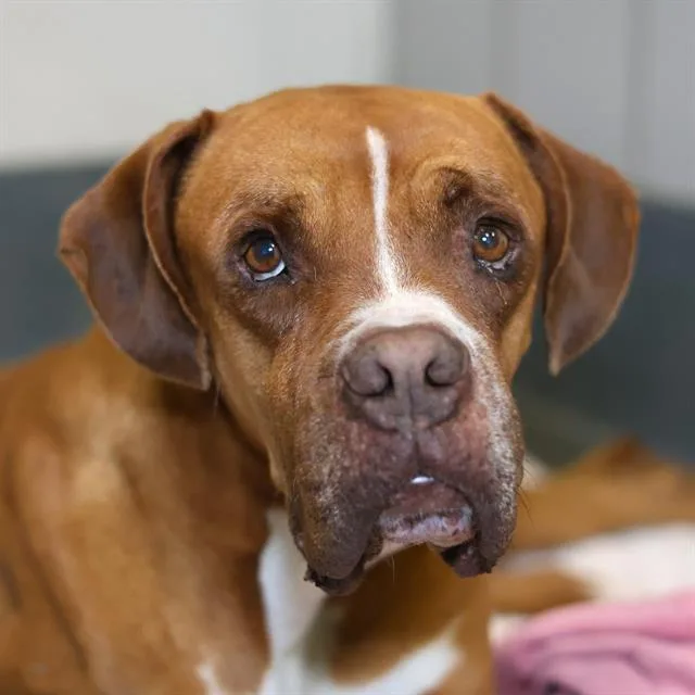 A young large-sized male Boxer dog named Prince for adoption in San Antonio, TX
