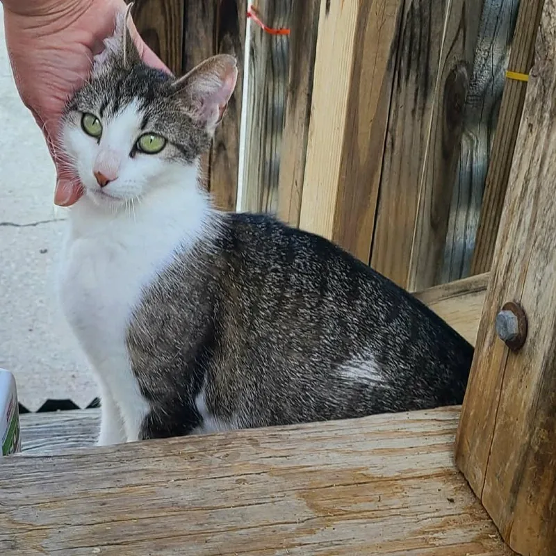 An adult small-sized female White Domestic Short Hair cat named Eleanor for adoption in Spring Hill, KS