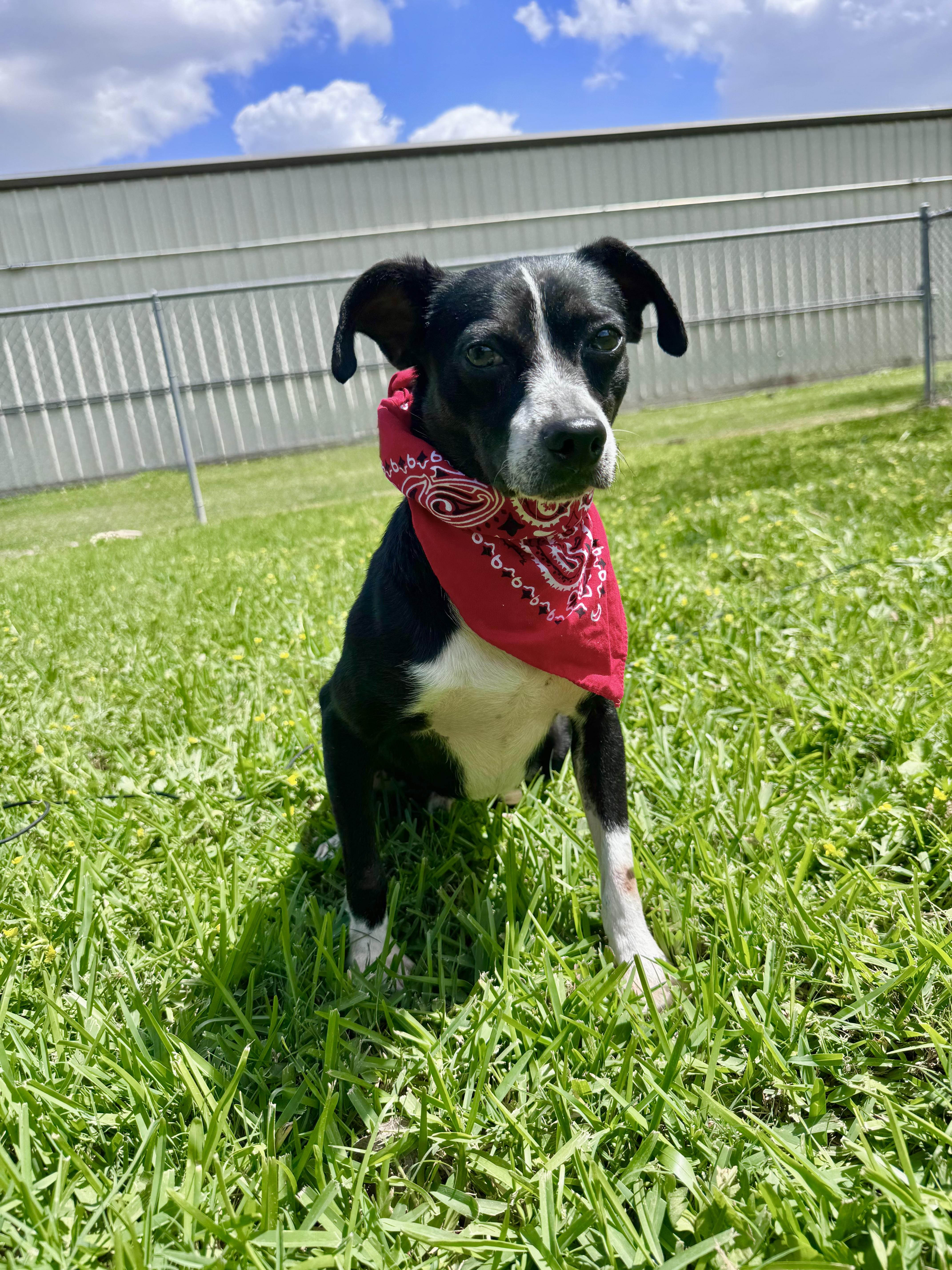 A young small-sized male Black Chihuahua dog named Pebe for adoption in Houston, TX