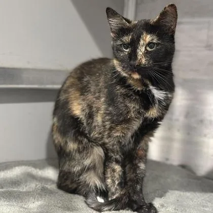 An adult medium-sized female Tortoiseshell Domestic Short Hair cat named Ally for adoption in Philadelphia, PA