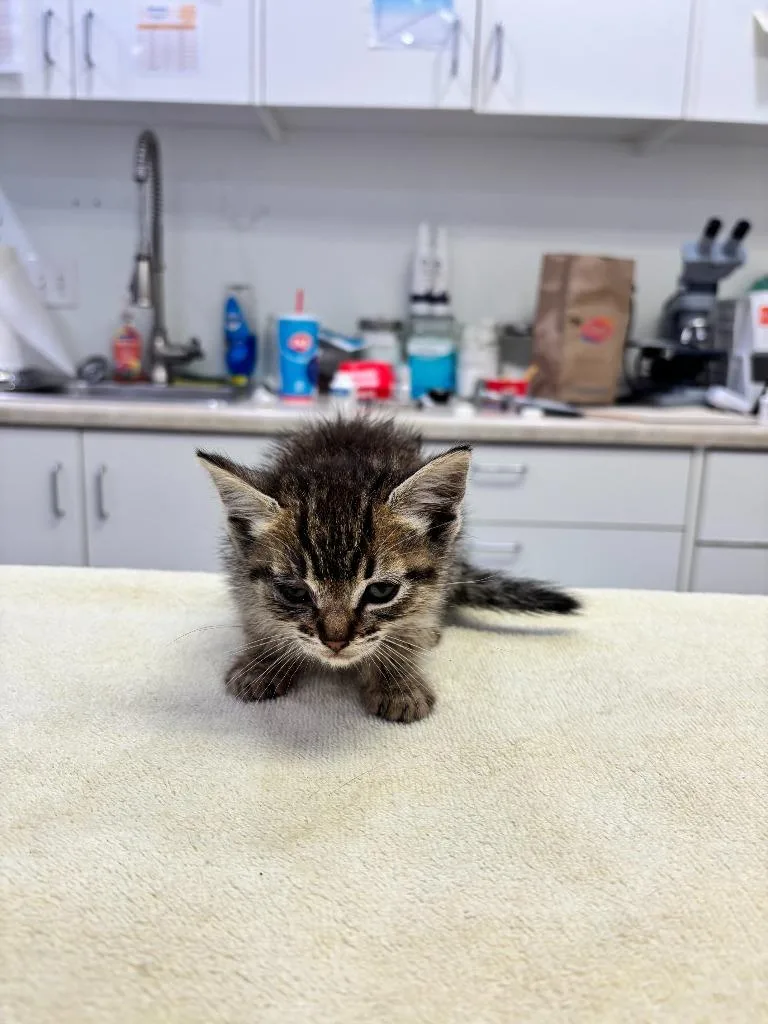 A baby small-sized female Domestic Short Hair cat named Habanero for adoption in Brookings, OR