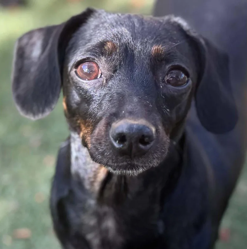 A young small-sized female Dachshund dog named Sable for adoption in La Verne, CA