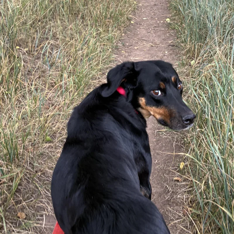 An adult medium-sized female Mixed Breed dog named Mama Bear for adoption in Eagle, CO