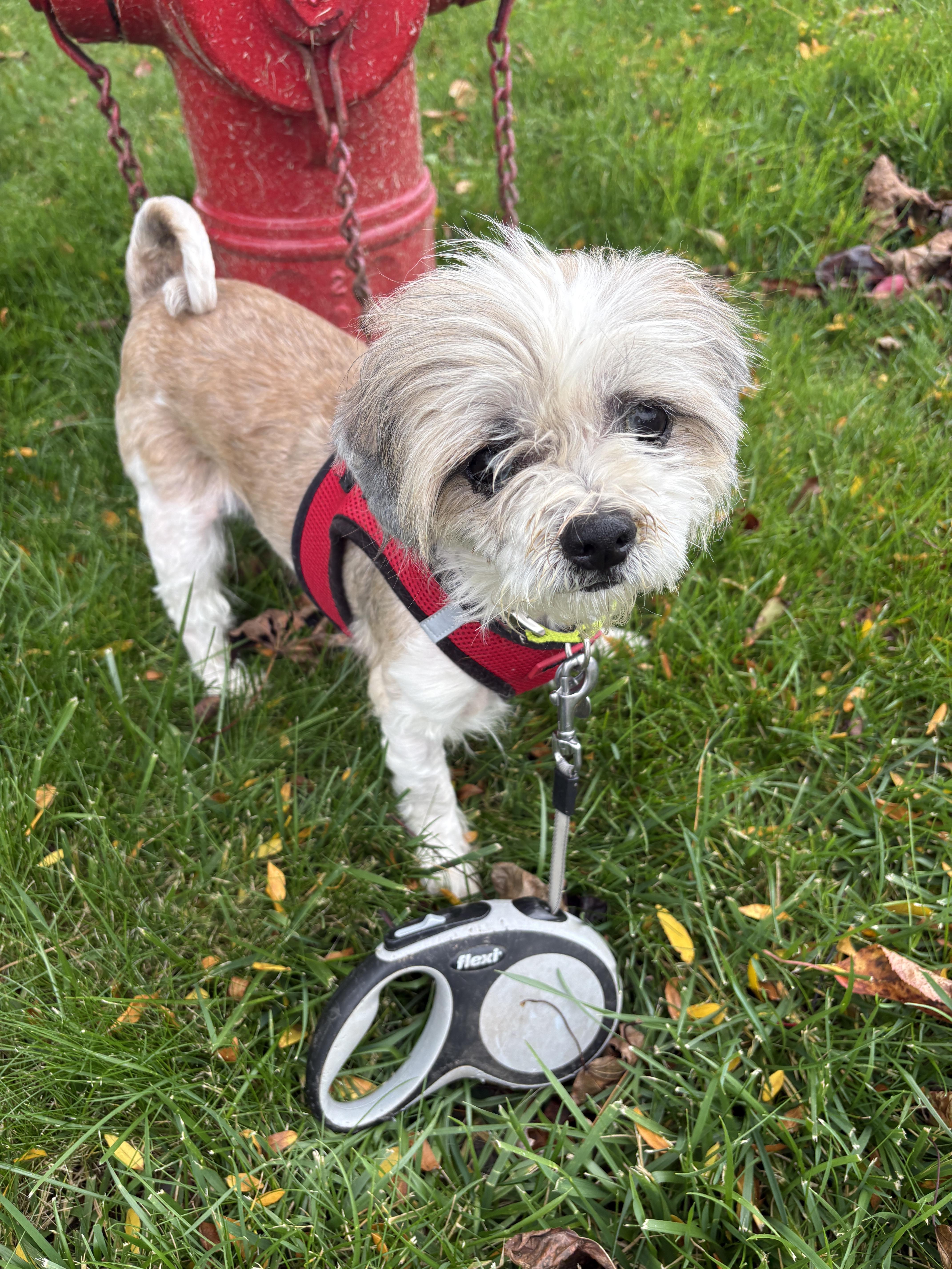An adult small-sized male Shih Tzu dog named Benji for adoption in Brockport, NY