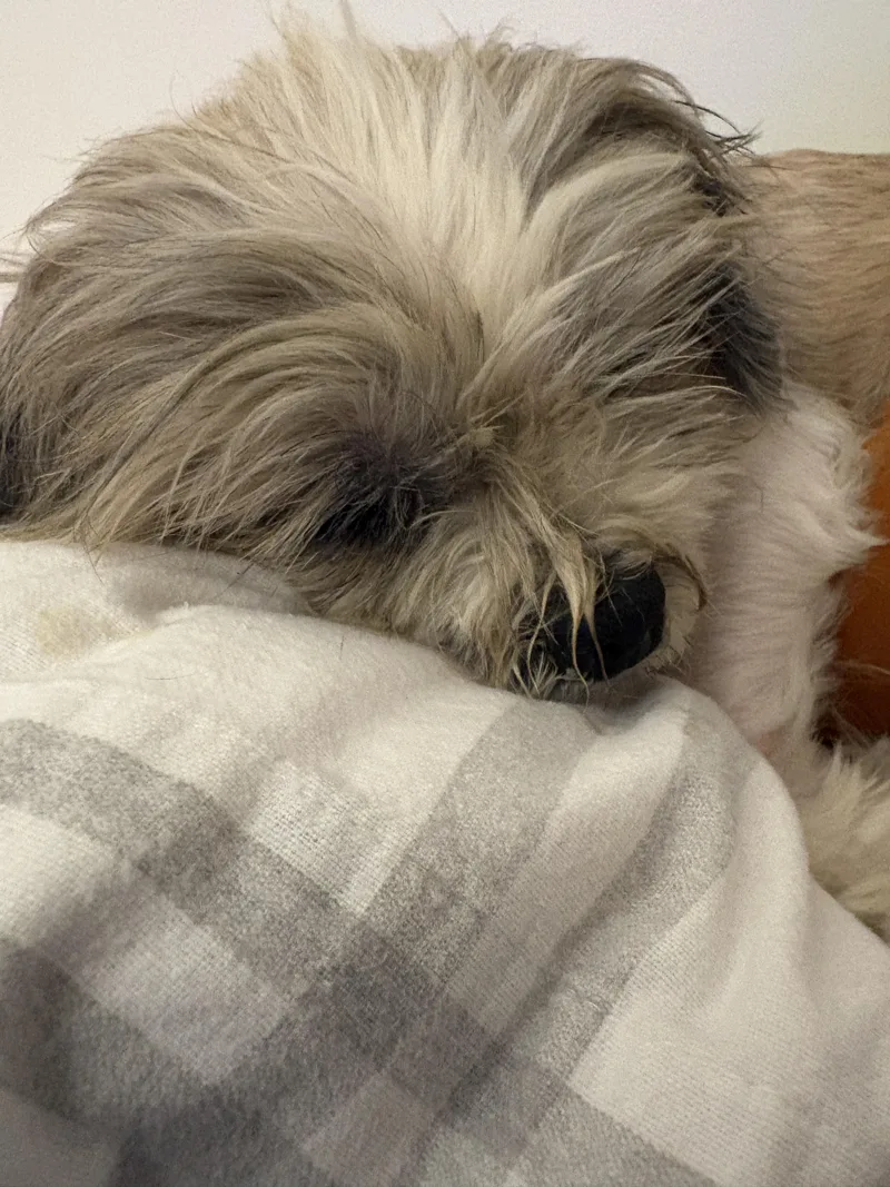 Benji thumbnail 6