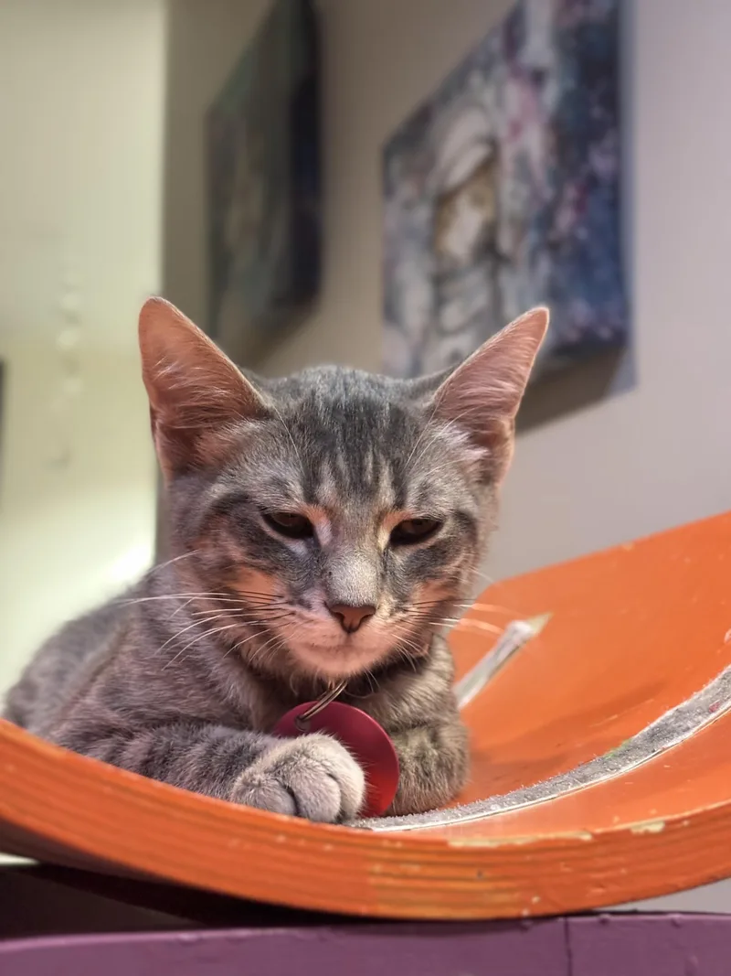 A young small-sized female Tabby (Gray / Blue / Silver) Domestic Short Hair cat named Grasshopper for adoption in The Colony, TX