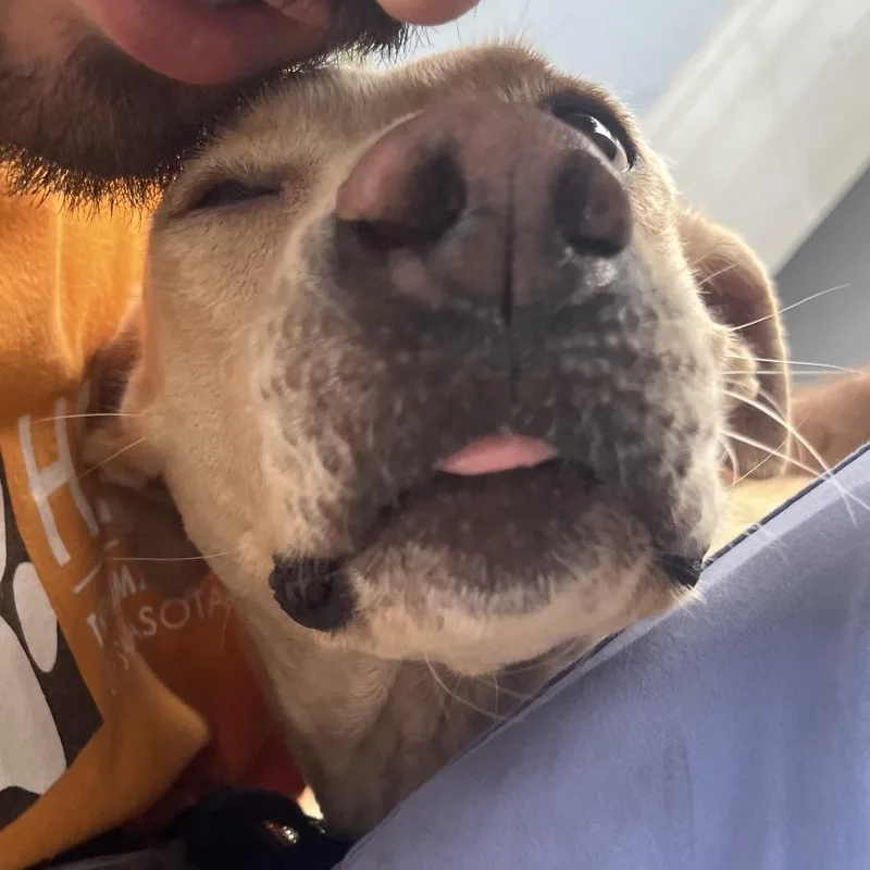 An adult medium-sized female Golden Mixed Breed dog named Britney for adoption in Sarasota, FL
