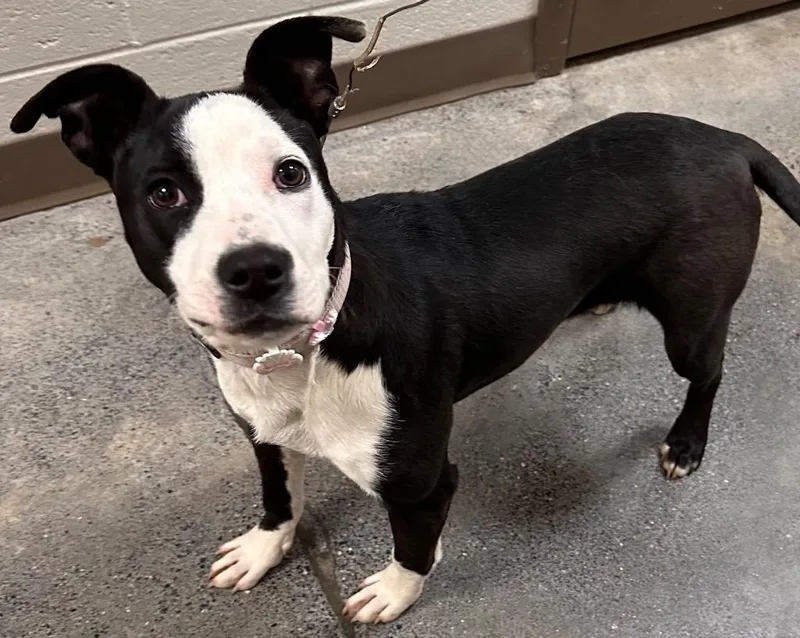 A baby medium-sized female Mixed Breed dog named Puddles for adoption in Rome, GA