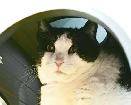 An adult small-sized male Domestic Short Hair cat named Logan for adoption in West Seneca, NY