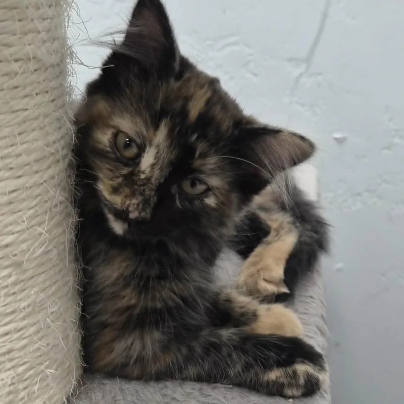 A baby small-sized female Black Domestic Medium Hair cat named Meg for adoption in Las Cruces, NM