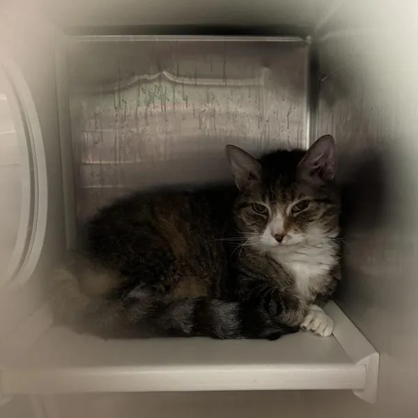 An adult small-sized female Domestic Short Hair cat named Kevin for adoption in Des Moines, IA