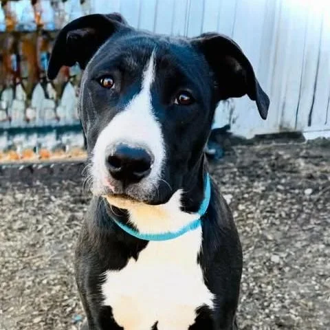 A young medium-sized male Black Pit Bull Terrier dog named Dexter for adoption in Alma, WI