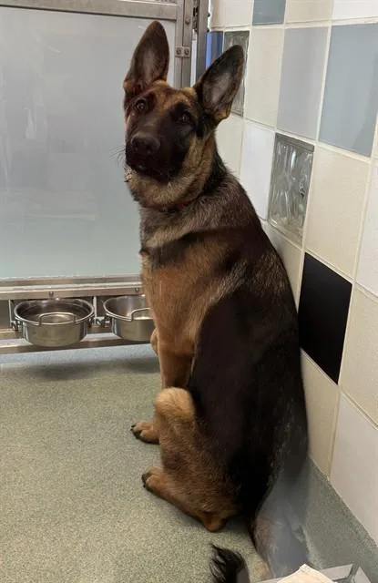 A young large-sized male German Shepherd Dog dog named Helmut A for adoption in Plano, TX