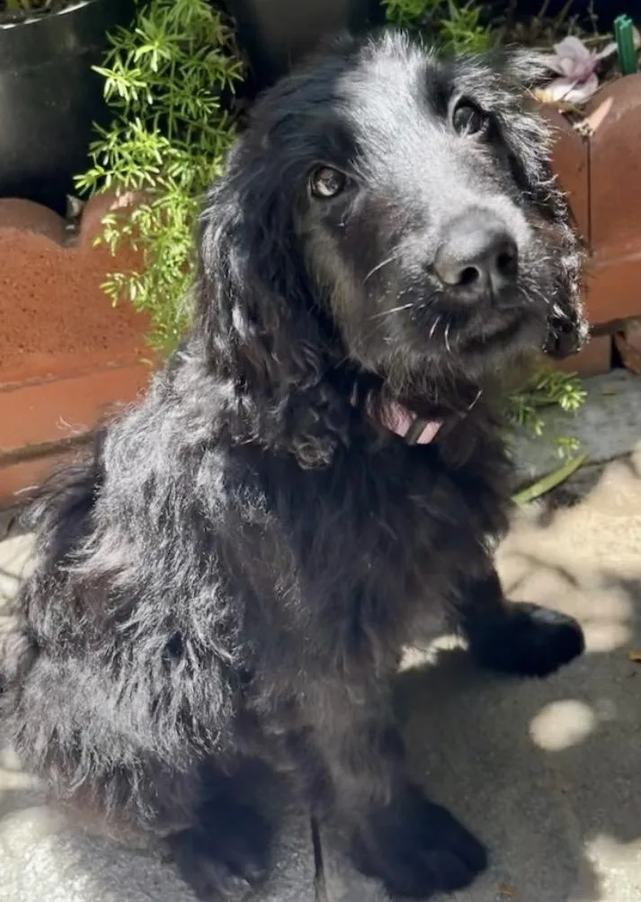 A baby medium-sized female Golden Retriever dog named Ella for adoption in Cerritos, CA