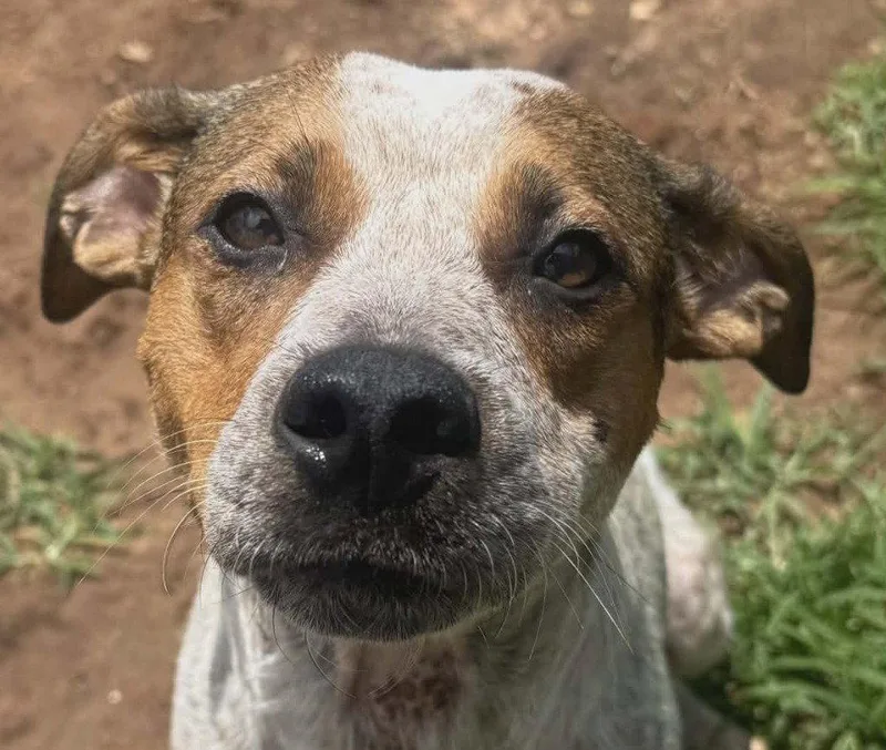 An adult medium-sized female Australian Cattle Dog / Blue Heeler dog named Grits for adoption in Bloomfield, CT