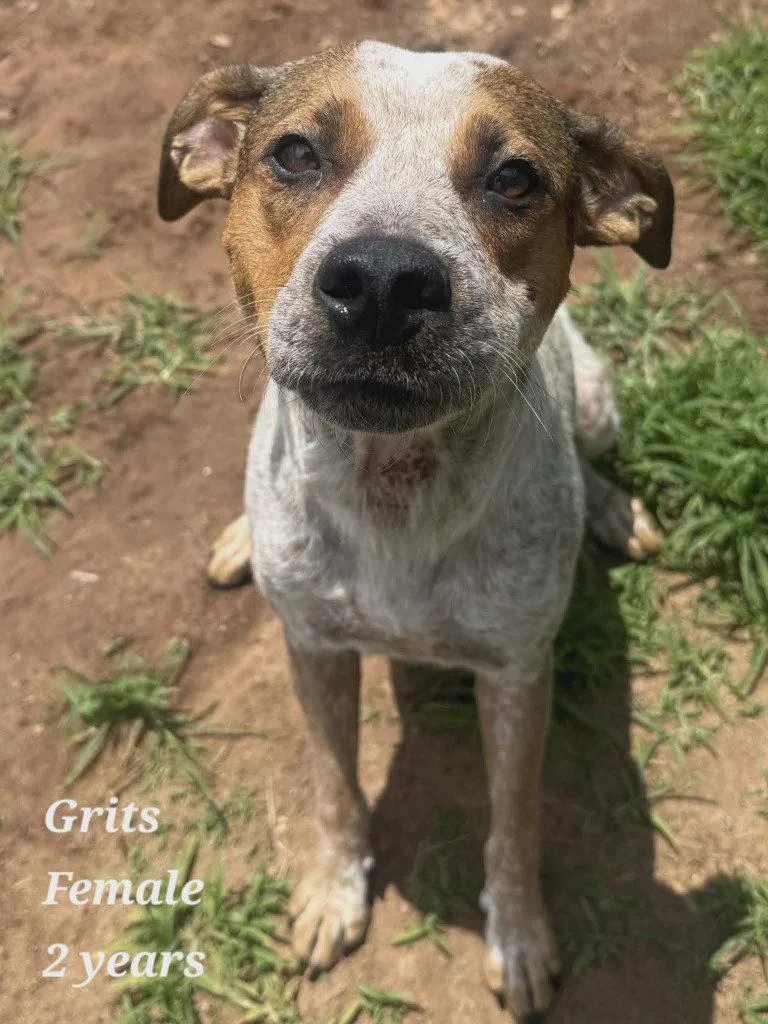 Grits thumbnail 2