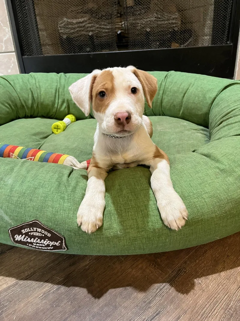 A baby medium-sized male Hound dog named Aaron Hotchner for adoption in Southaven, MS