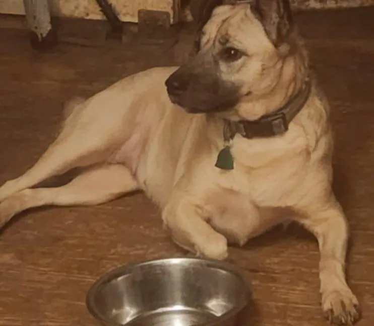 An adult medium-sized female Tricolor (Brown, Black, & White) German Shepherd Dog dog named Evee for adoption in Six Mile, SC