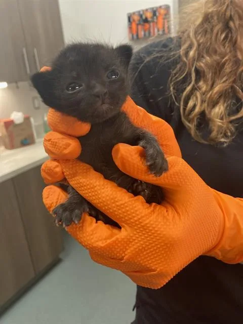 A baby small-sized male Domestic Short Hair cat named Johnny for adoption in Baytown, TX