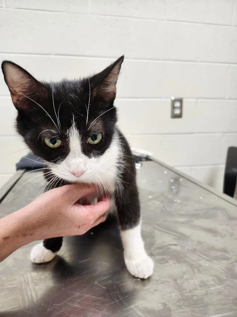A young medium-sized female Domestic Short Hair cat named Quintessence for adoption in Greeneville, TN
