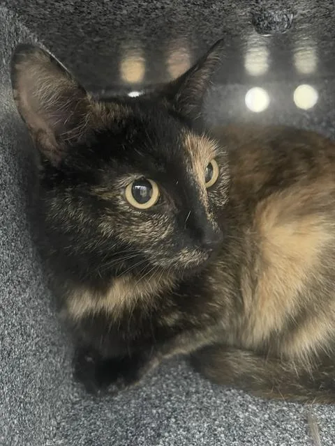 An adult medium-sized female Domestic Short Hair cat named Coco for adoption in Dallas, TX