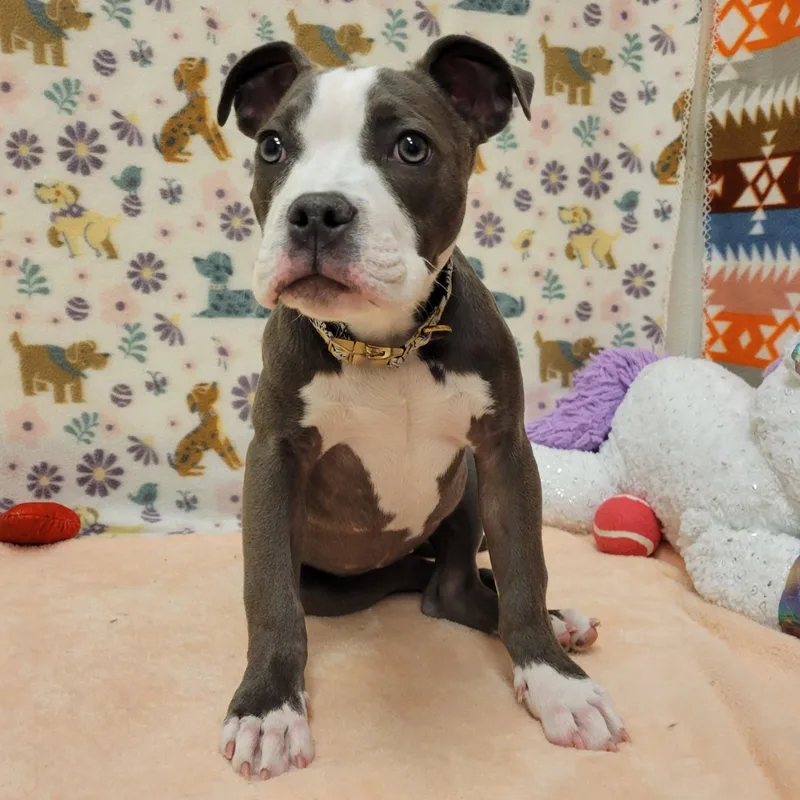 A young medium-sized female Gray / Blue / Silver Bulldog dog named Soniya Twain for adoption in ALPINE, TX