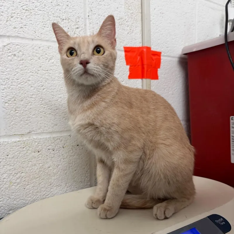 Wisteria