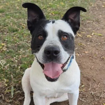 An adult large-sized male White / Cream American Staffordshire Terrier dog named Panda for adoption in Ashtabula, OH