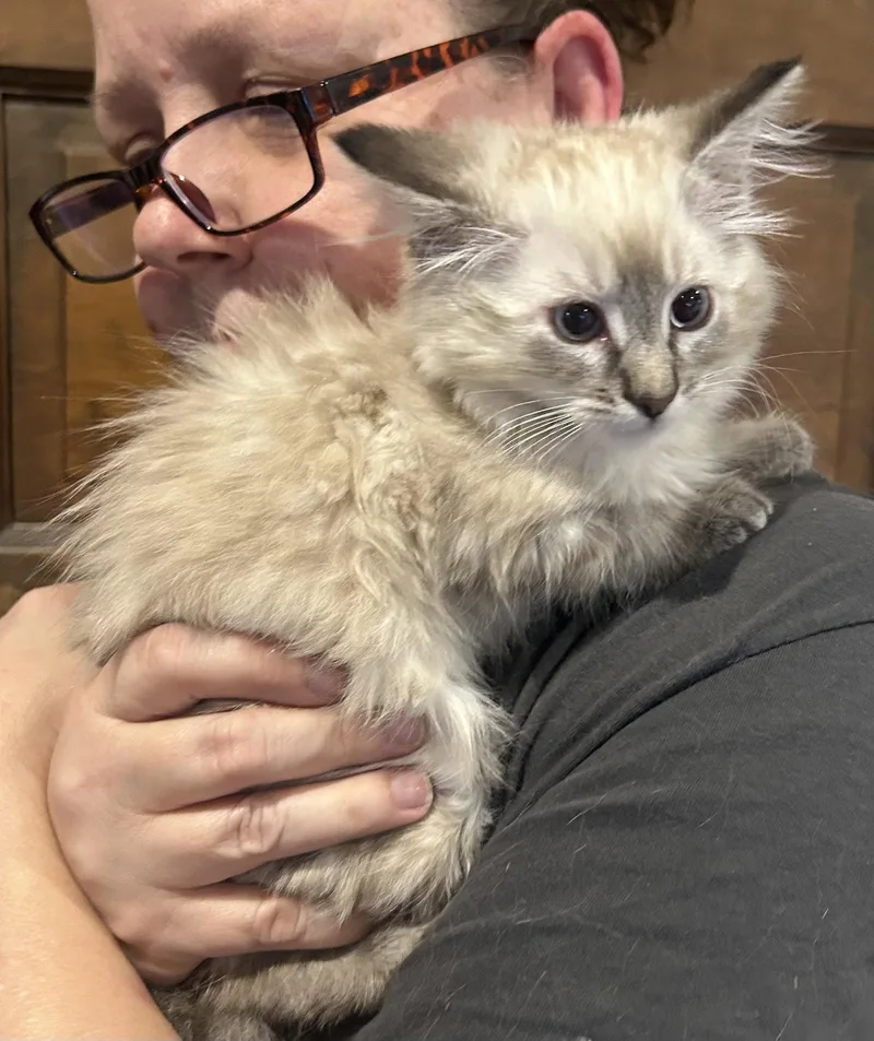 A baby medium-sized female Himalayan cat named Mallory Napa for adoption in Napa, CA