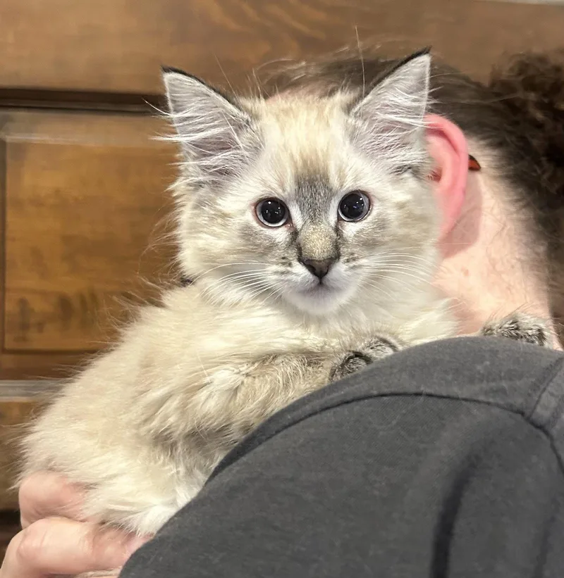 Mallory Napa thumbnail 3