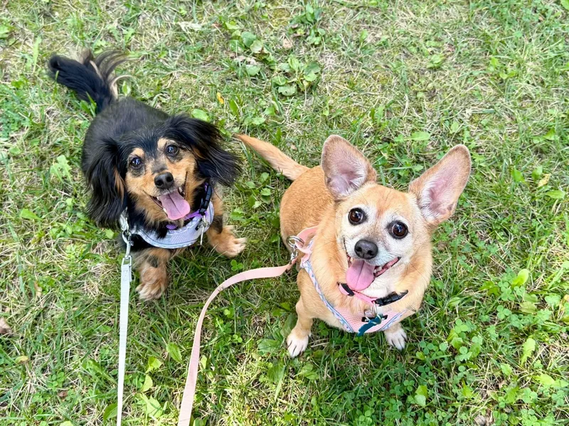 An adult small-sized female Bicolor Dachshund (Long Haired) dog named BONDED PAIR Stella for adoption in Grosse Pointe Park, MI