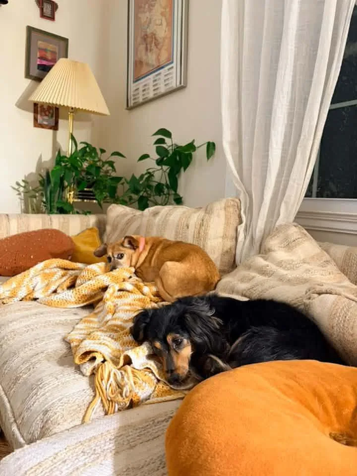 BONDED PAIR  Stella thumbnail 3
