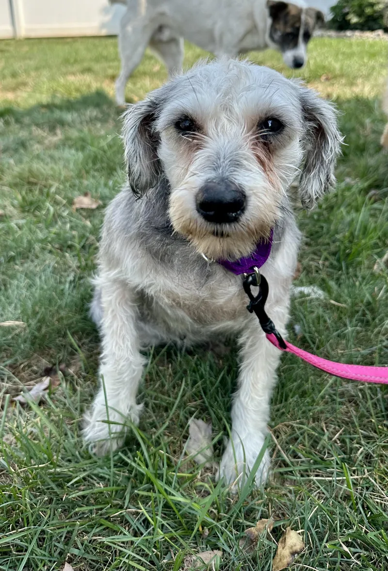 An adult medium-sized female Miniature Schnauzer dog named Judy for adoption in Havertown, PA