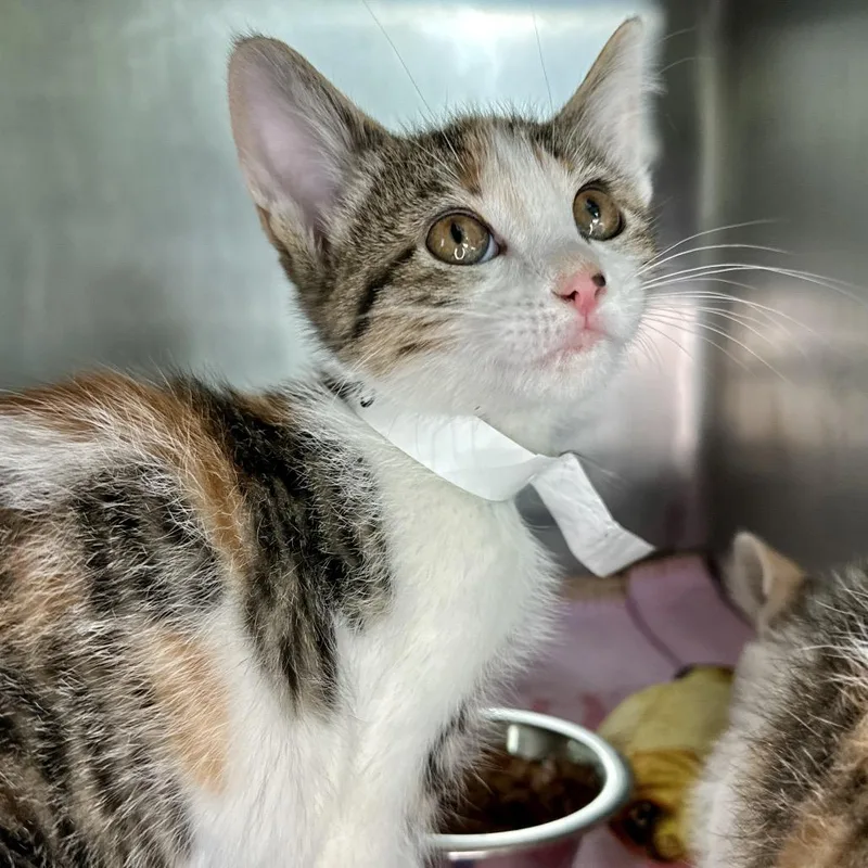 A baby small-sized female Calico Domestic Short Hair cat named Hanoverian for adoption in Matteson, IL