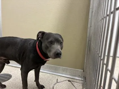 An adult medium-sized male Mixed Breed dog named Capone for adoption in Lafayette, IN