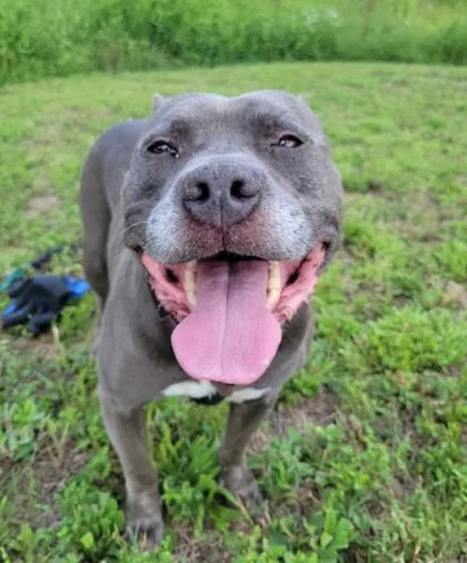 An adult large-sized male Mixed Breed dog named Wilmer for adoption in Atlanta, GA