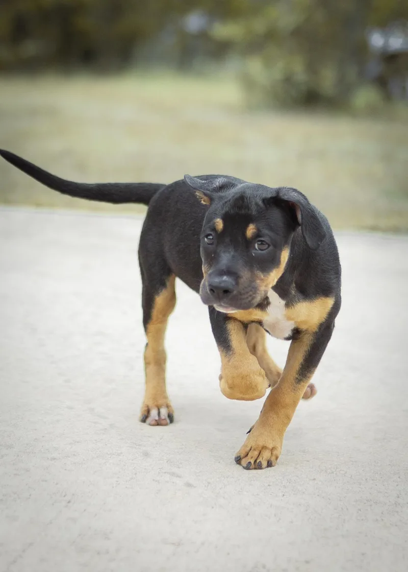 A baby medium-sized female Bicolor Rottweiler dog named Martha Jane for adoption in Driftwood, TX