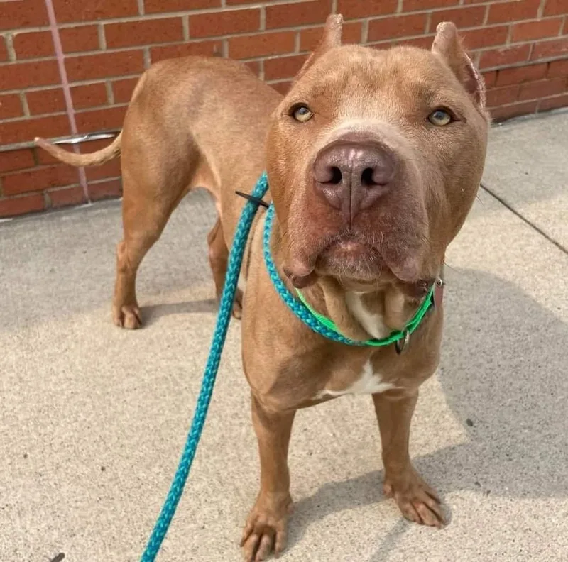 Santiago thumbnail 6