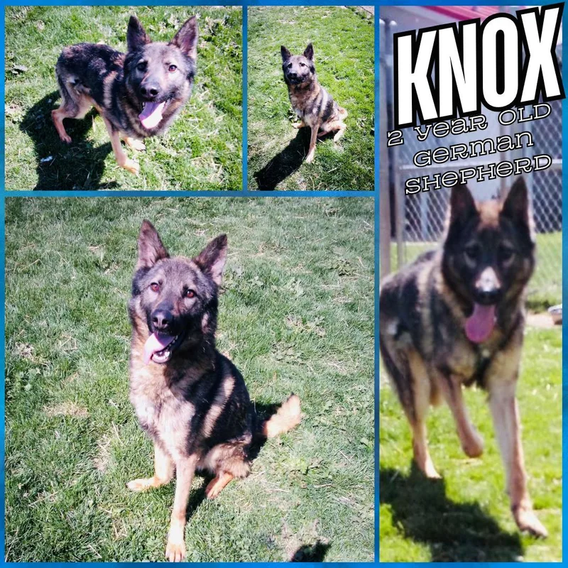 An adult medium-sized male Tricolor (Brown, Black, & White) German Shepherd Dog dog named Knox for adoption in Franklin, IN