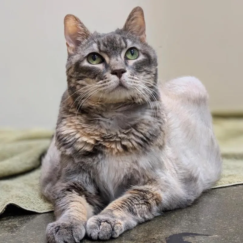 A senior extra large-sized female Tortoiseshell Domestic Short Hair cat named Trudy for adoption in Los Angeles, CA