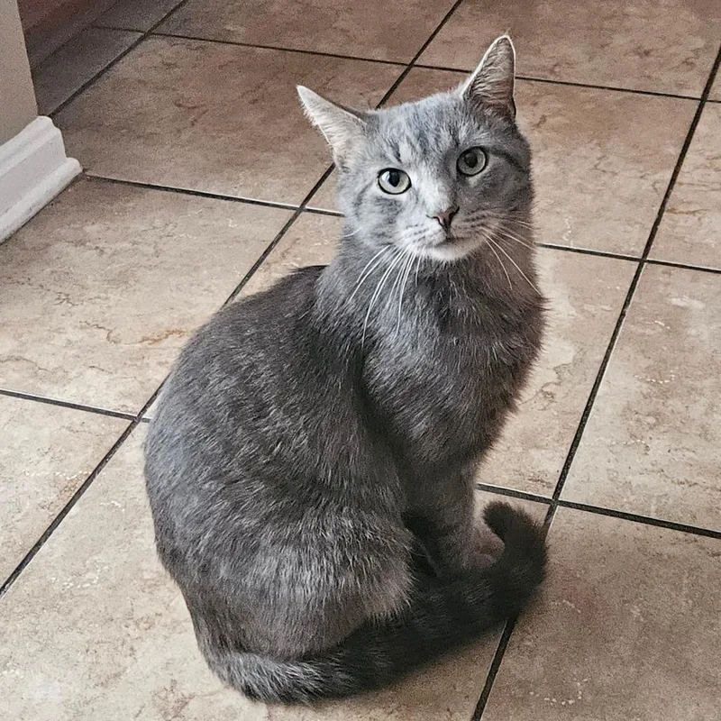 An adult medium-sized male Gray / Blue / Silver Domestic Short Hair cat named Tiny for adoption in Winchester, VA