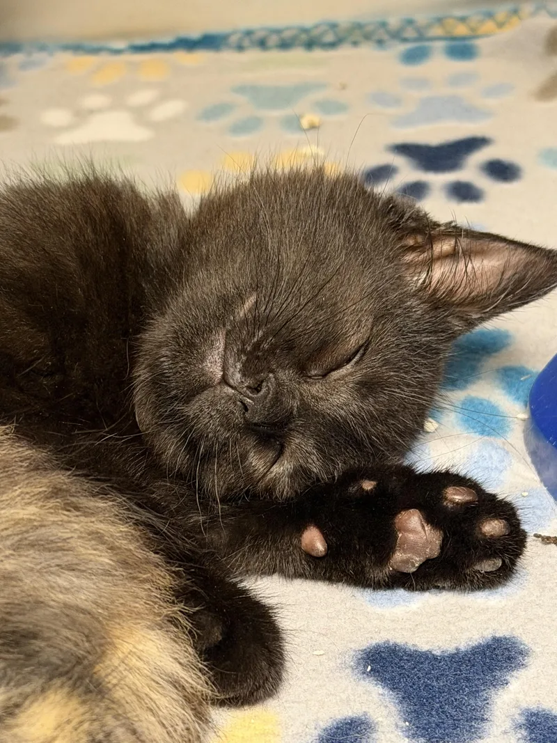 A baby medium-sized female Black Domestic Short Hair cat named Raven & Sparrow for adoption in Brownsville, PA
