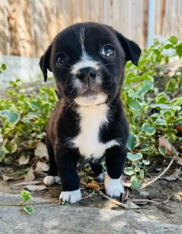 A young small-sized female Black Chihuahua dog named Ladybug for adoption in Valley Village, CA