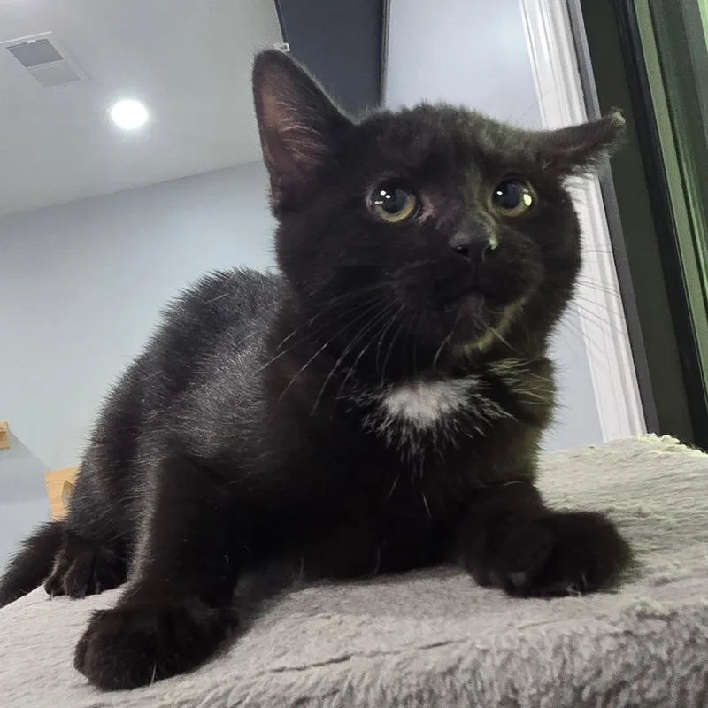 A baby small-sized female Black Domestic Short Hair cat named Grenada for adoption in Fairmont, WV