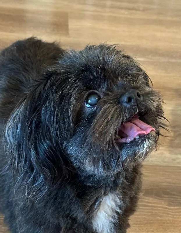 A senior small-sized female Shih Tzu dog named Coco for adoption in Windsor, CO