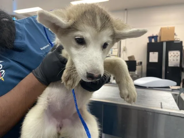 A baby small-sized female Siberian Husky dog named A for adoption in Thousand Palms, CA