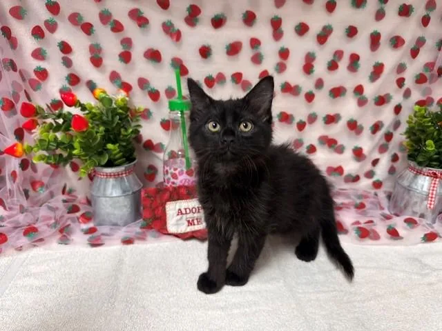 A baby small-sized male Domestic Medium Hair cat named Jubal for adoption in Fairfield, CA
