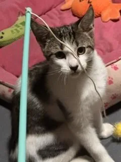 A baby small-sized male Domestic Short Hair cat named Hemingway for adoption in New Woodstock, NY